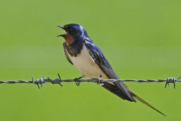 De boerenzwaluw is de meest bekeken soort in de Nature Today-app