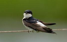 Piet Munsterman, Saxifraga huiszwaluw