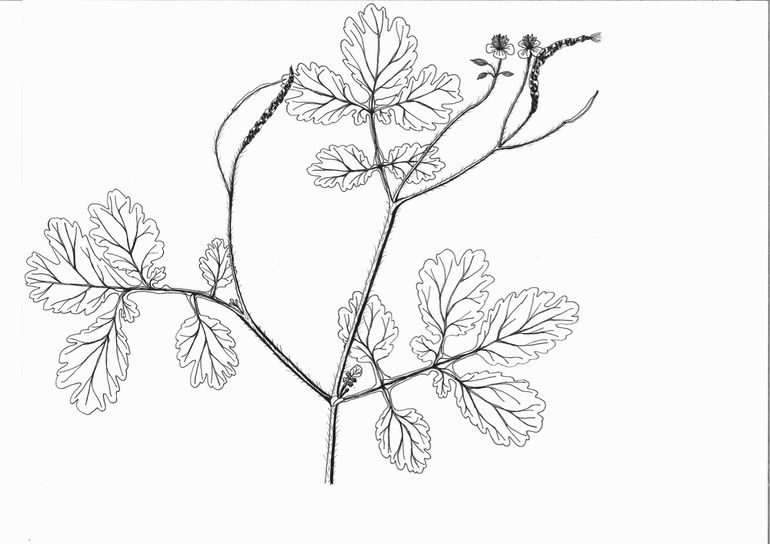 Honoursstudent aan de Universiteit Leiden Robin Hoekstra tekende tijdens een stage planten met een historisch medicinaal gebruik, waaronder deze stinkende gouwe. Hij zag dat de rijpe vruchten haast transparant zijn