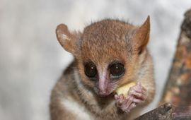 Grey mouse lemur