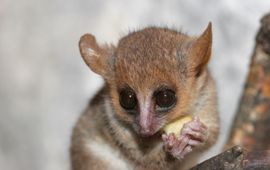 Arjan Haverkamp Grey mouse lemur