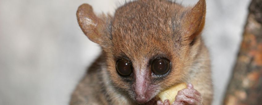 Lemur mouse