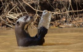 © naturepl.com Paul Williams WWF Reuzenotter met plastic fles