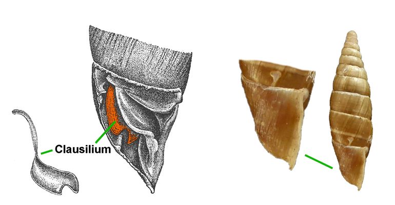 Het clausilium, waarnaar de familie Clausiliidae is genoemd, zit als een afsluitklepje achter in de mondopening van het huisje. Het kantelt opzij als de slak naar buiten komt. Om dit te laten zien is op de tekening de buitenkant van de mond aan de zijkant weggebroken. Op de afbeelding: clausilium van de Gladde clausilia