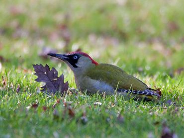 Groene spechten zijn vaak te vinden op de bodem