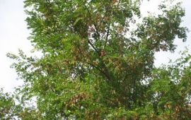 Robinia pseudoacacia aan het begin van de herfst, met veel vruchten.