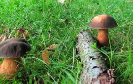 Boletus aereus. Bronskleurig eekhoorntjesbrood