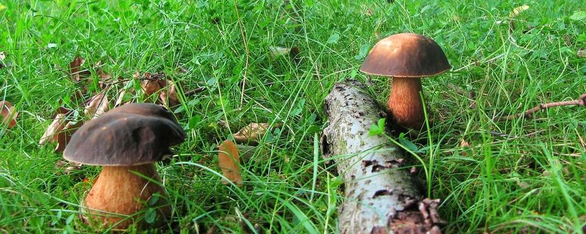 Boletus aereus. Bronskleurig eekhoorntjesbrood