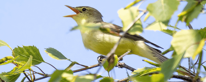Spotvogel, Hippolais icterina