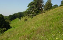 Kalkgrasland in volle bloei, Bemelerberg 2005