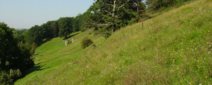 Kalkgrasland in volle bloei, Bemelerberg 2005