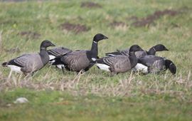 Branta bernicla. Rotgans (variant; zwartbuikrotgans)