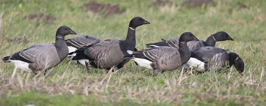 Branta bernicla. Rotgans (variant; zwartbuikrotgans)