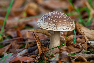 De parelamaniet lijkt een beetje op de panteramaniet