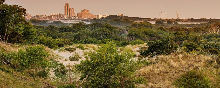 Naitonaal Park Hollandse Duinen