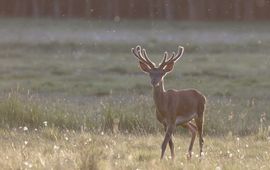 Cervus elaphus. Edelhert