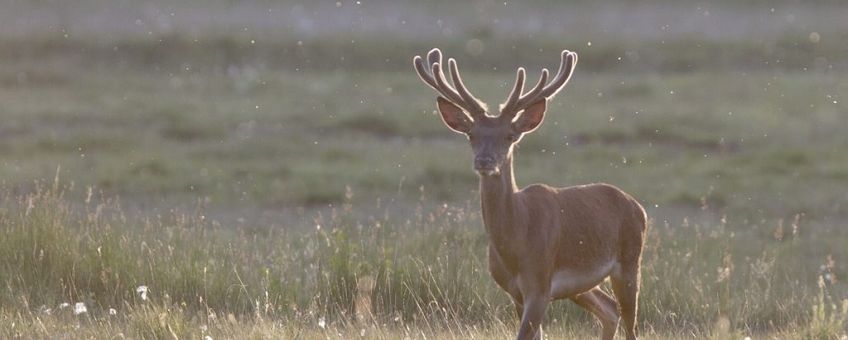 Cervus elaphus. Edelhert