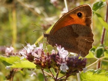 Bruin zandoogje zet graag eitjes af in gemaaide stukken, maar ze blijven alleen als er ook bloeiende planten zijn