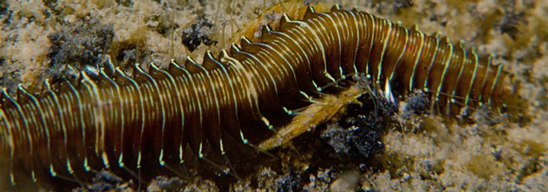 Worm Ophiodromus flexuosus in Grevelingenmeer 
