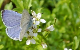 Kars Veling boomblauwtje man - primair