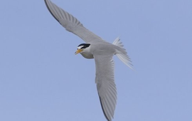 Observation.org Amerikaanse dwergstern (Least Tern) Sternula antillarum