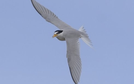 Amerikaanse dwergstern (Least Tern) Sternula antillarum