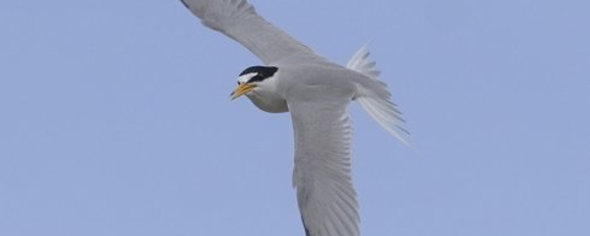 Amerikaanse dwergstern (Least Tern) Sternula antillarum