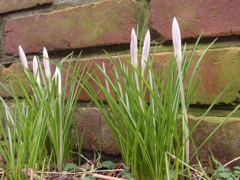 Deze boerenkrokus heeft een plekje bij de schutting gevonden