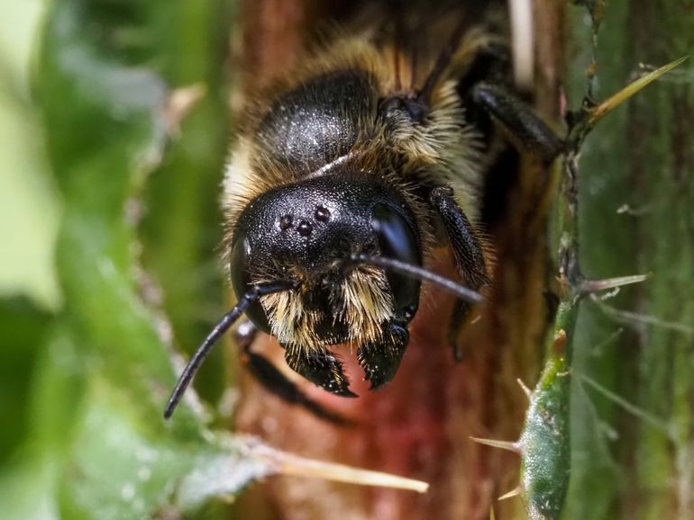 Vrouwtje dikbekbehangersbij komt uit nestgang; de verdikte basis van de kaken is hier goed te zien