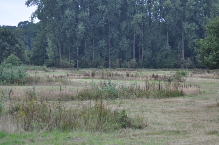 Sinusbeheer is gunstig voor de biodiversiteit, september 2020