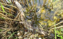 vervelling ringslang in het water