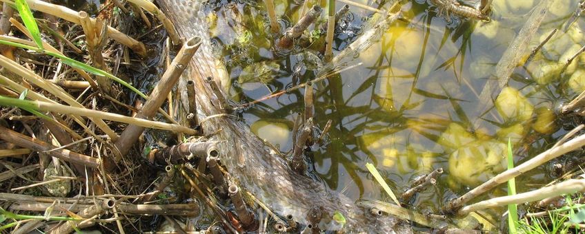 vervelling ringslang in het water