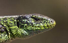 Lacerta agilis, Zandhagedis