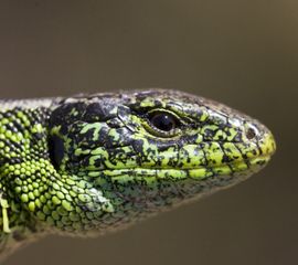 Lacerta agilis, Zandhagedis