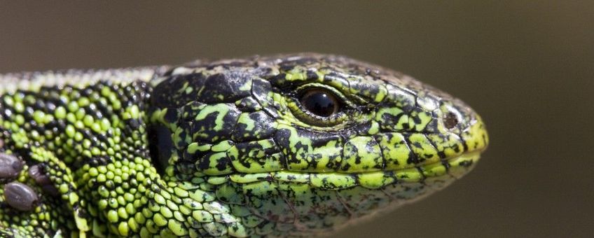 Lacerta agilis, Zandhagedis