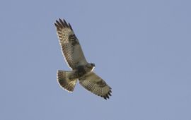 Mark Zekhuis, Saxifraga Ruigpootbuizerd