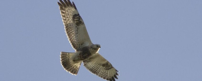 Ruigpootbuizerd