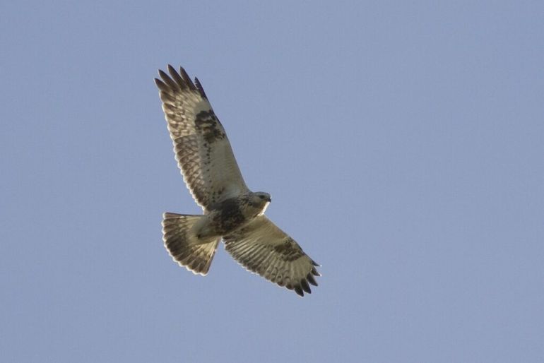 Ruigpootbuizerd