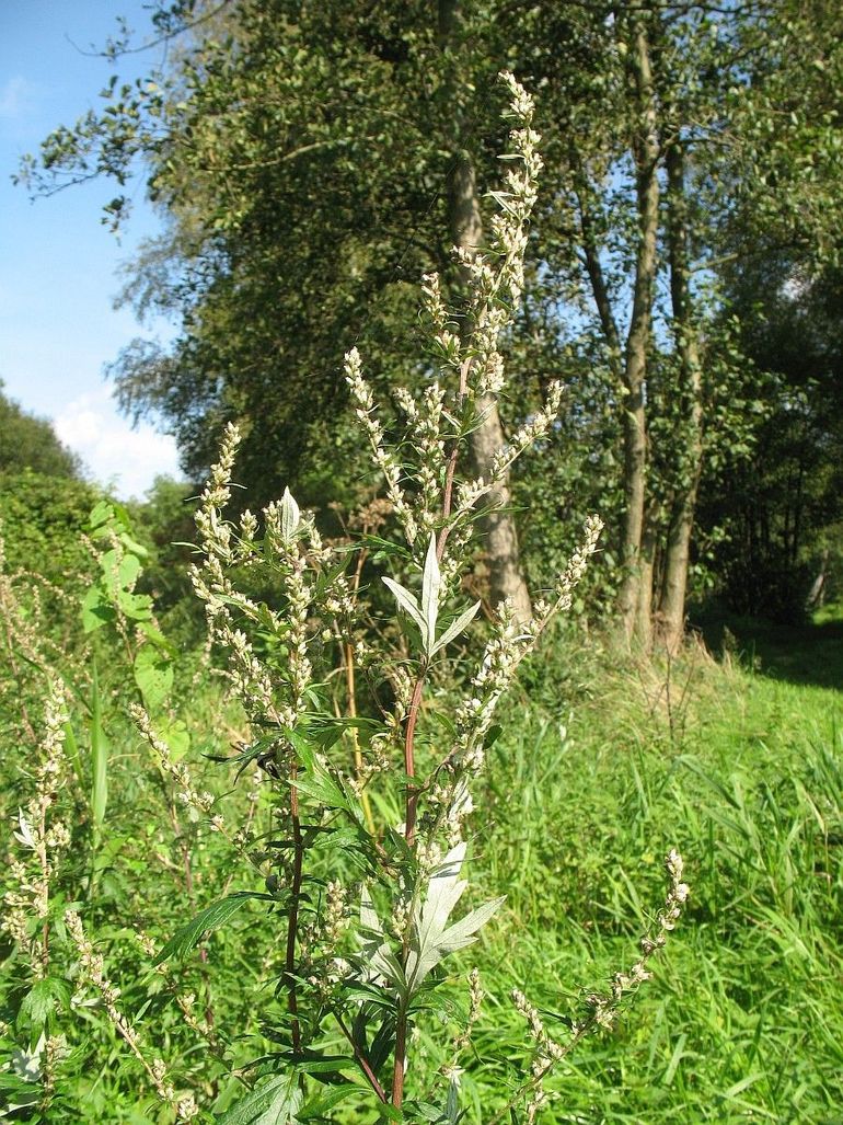 Net als melganzenvoet is bijvoet een windbestuiver met onopvallende bloemen, omdat er geen insecten gelokt hoeven te worden