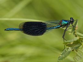 Calopteryx splendens. Weidebeekjuffer