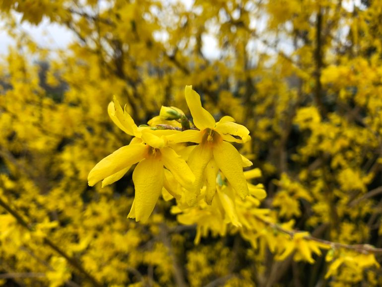 Forsythia, op 20 maart 2020 in volle bloei, begon vroeger pas begin april te bloeien