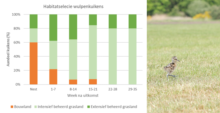 Figuur 2. Habitatgebruik gezenderde wulpenkuikens per leeftijdscategorie. Categorie nest geeft het habitattype van het nestperceel aan. Rechts: een jonge wulp op pas gemaaid grasland 