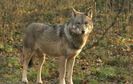 Leo Linnartz Wolf Bialowieza 2006 VOOR EENMALIG GEBRUIK
