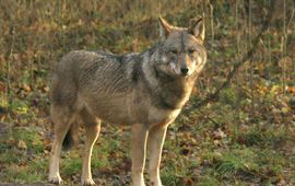 Wolf Bialowieza 2006 VOOR EENMALIG GEBRUIK