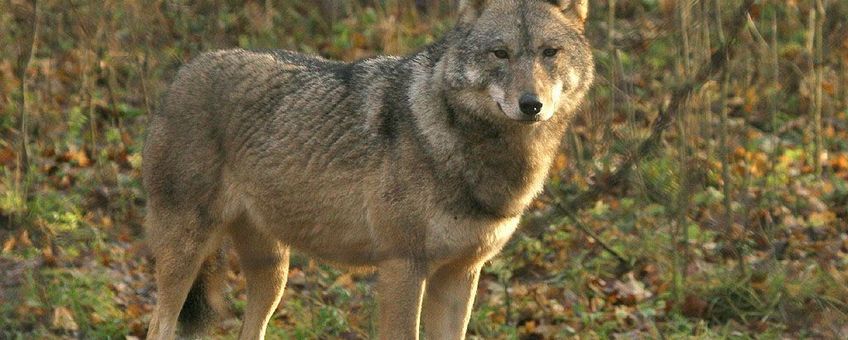 Wolf Bialowieza 2006 VOOR EENMALIG GEBRUIK