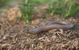 Een hazelworm op een hoop maaisel.