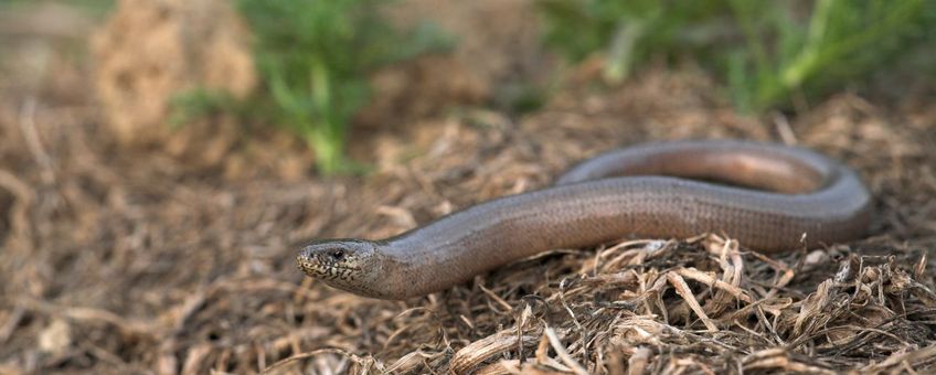 Een hazelworm op een hoop maaisel.