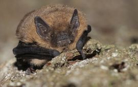 Mark Zekhuis Ruige dwergvleermuis Saxifraga