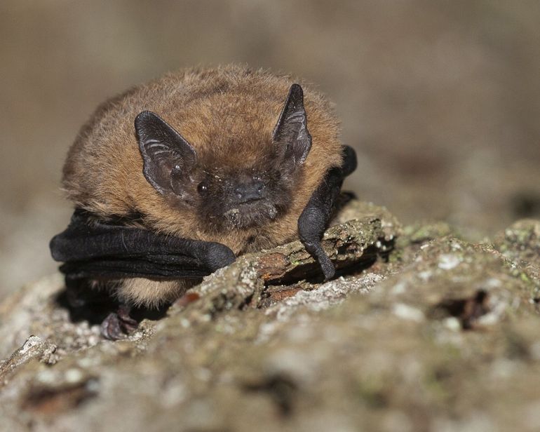 Ruige dwergvleermuizen zijn heel nuttig. Je hoort ze niet en hebt geen last van ze, maar ze zorgen voor minder plagen van onder andere muggen, motten en haften