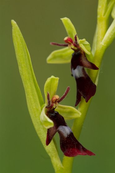 Vliegenorchis